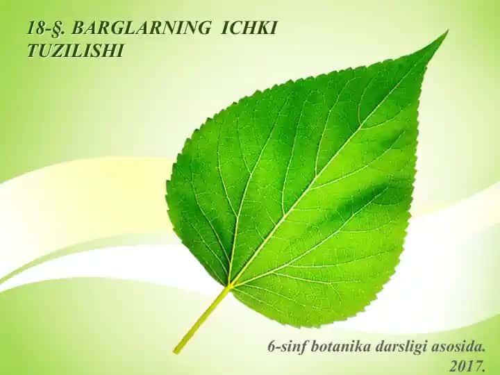 O'simlik bargi tuzilishi