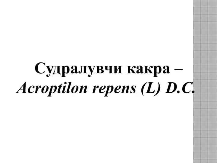 Судралувчи какра (Acroptilon repens)