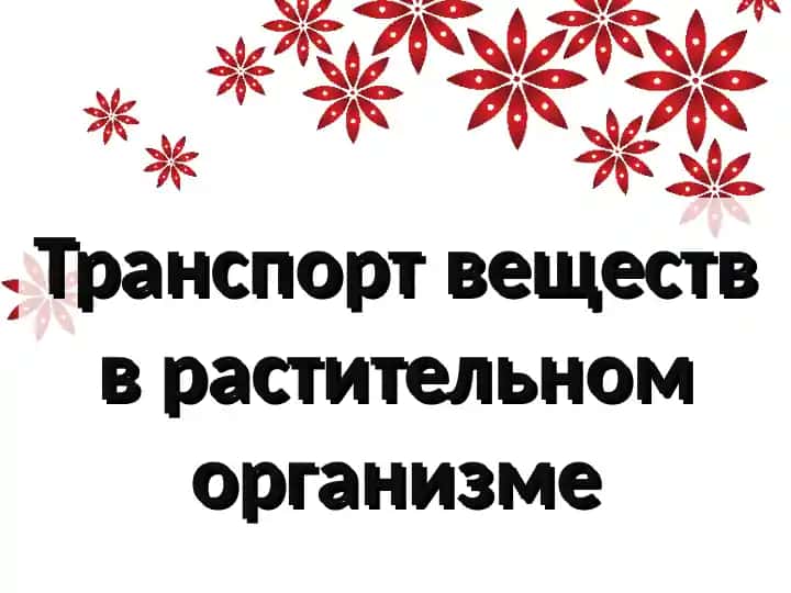 Транспорт веществ в растительном организме