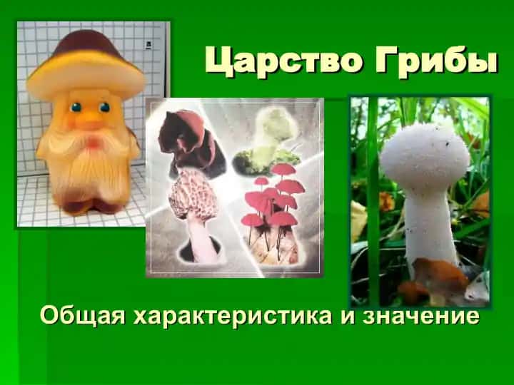 Царство Грибы