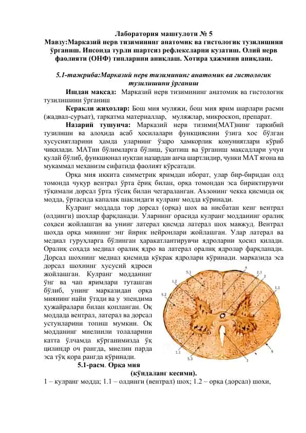 Laboratoriya mashg‘uloti № 5