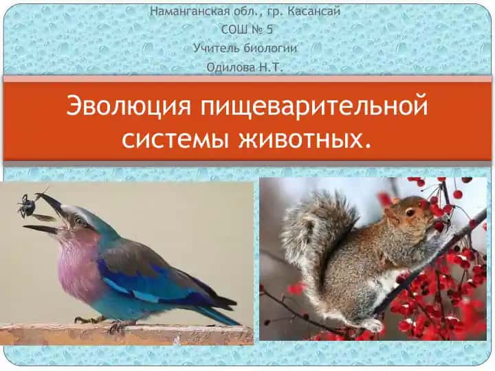 Эволюция пищеварительной системы животных