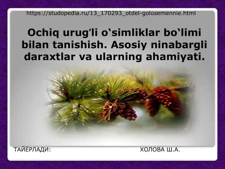 Ochiq urugʼli o‘simliklar bo‘limi bilan tanishish. Asosiy ninabargli daraxtlar va ularning ahamiyati