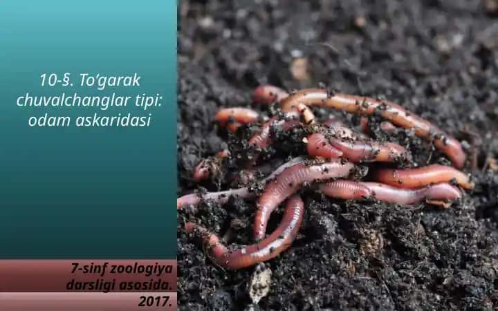 To‘garakchuval changlar tipi: odam askaridasi