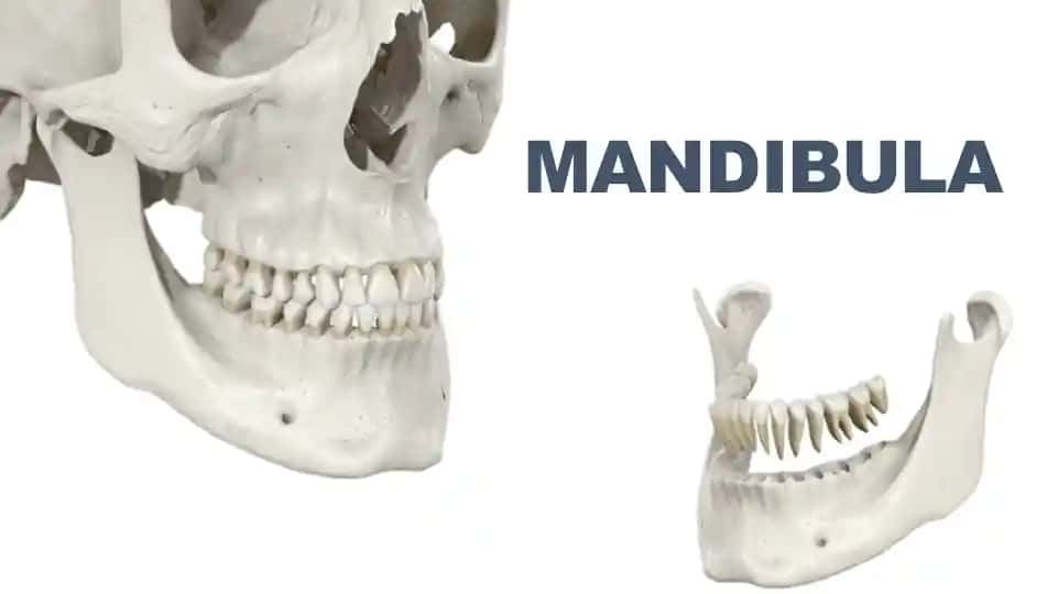 MANDIBULA