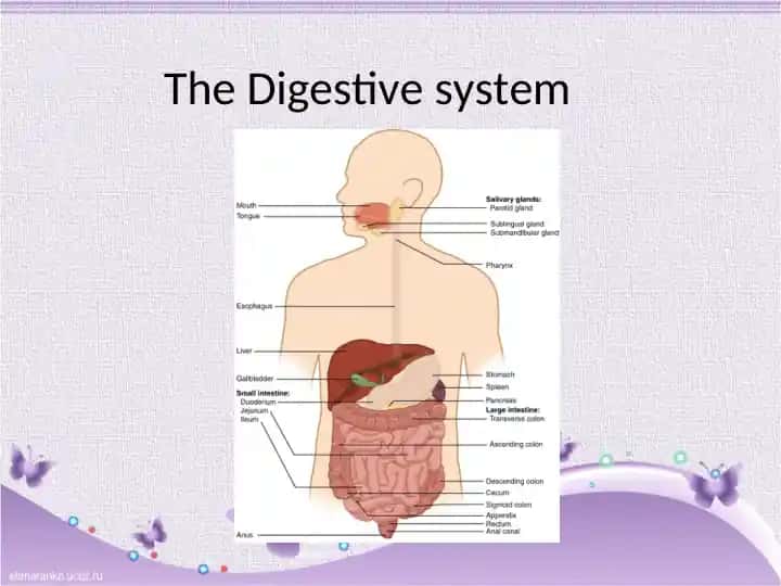 The Digestive system