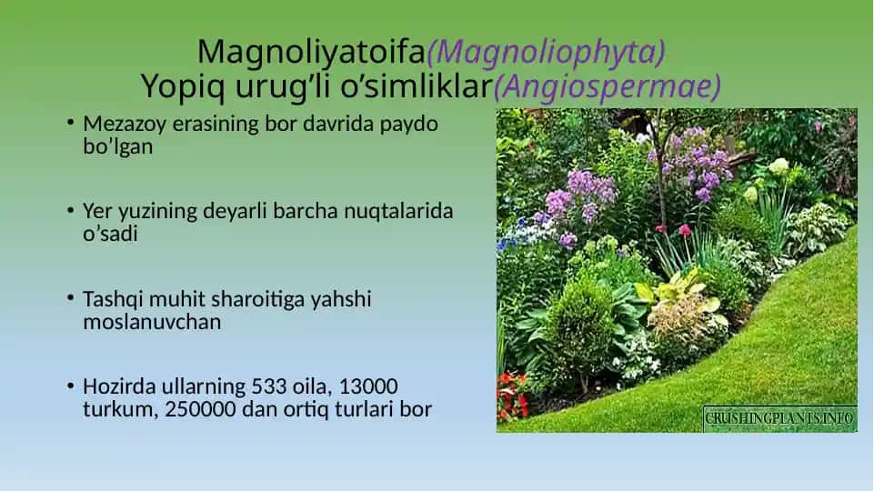 Magnoliyatoifa(Magnoliophyta)