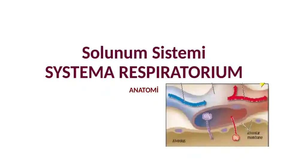 Solunum Sistemi