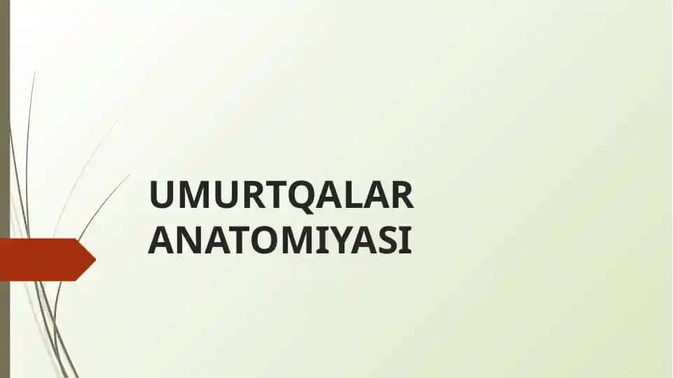 Umurtqalar Anatomiyasi