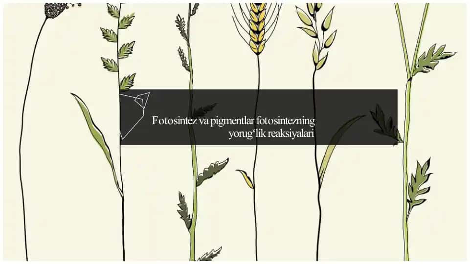 Fotosintez va pigmentlar fotosintezning yorugʻlik reaksiyalari
