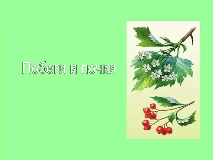 Побеги и почки
