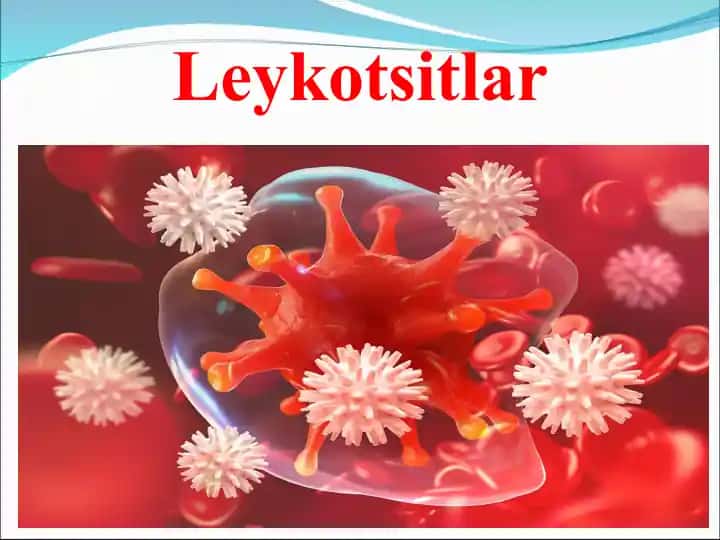 Leykotsitlar