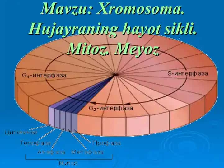 Xromosoma. Hujayraning hayot sikli. Mitoz. Meyoz