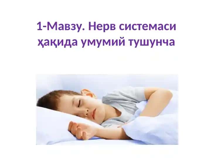 Nerv sistemasi haqida umumiy tushuncha