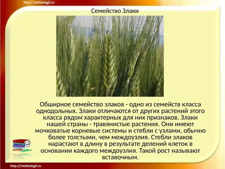Семейство Злаки