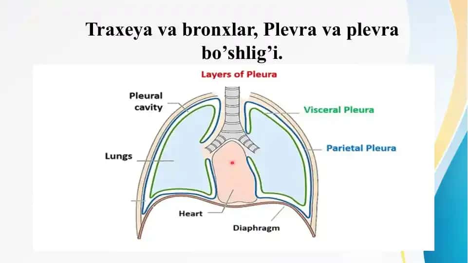 Traxeya va bronxlar, Plevra va plevra bo’shlig’i.