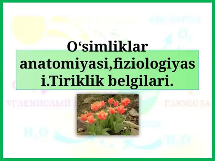 O‘simliklar anatomiyasi va fiziologiyasi kitobi