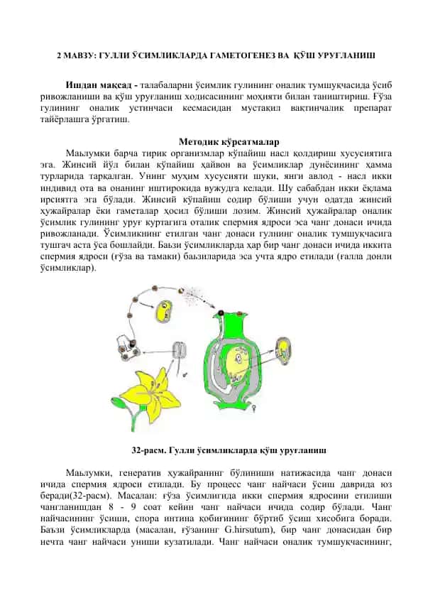 ГУЛЛИ ЎСИМЛИКЛАРДА ГАМЕТОГЕНЕЗ ВА ҚЎШ УРУҒЛАНИШ