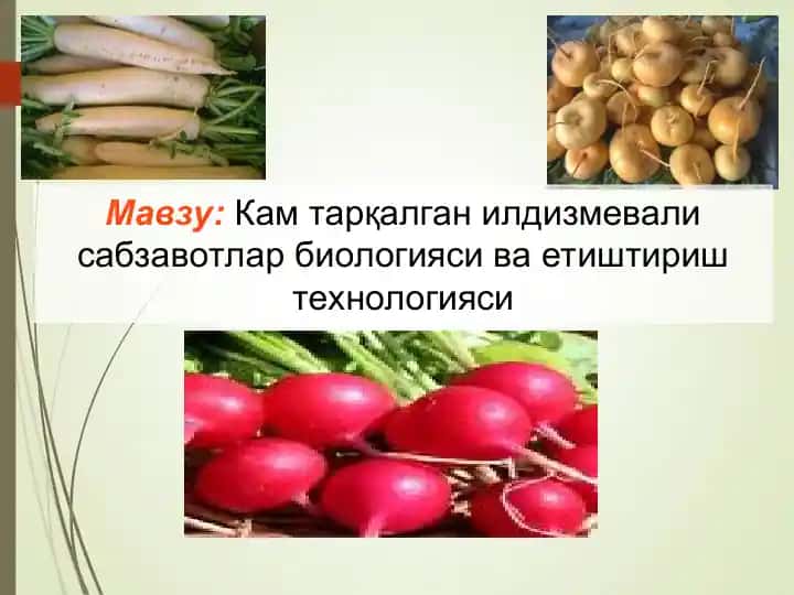 Кам тарқалган илдизмевали сабзавотлар биологияси ва етиштириш технологияси