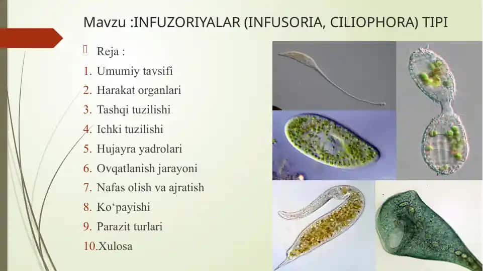 INFUZORIYALAR (INFUSORIA, CILIOPHORA) TIPI
