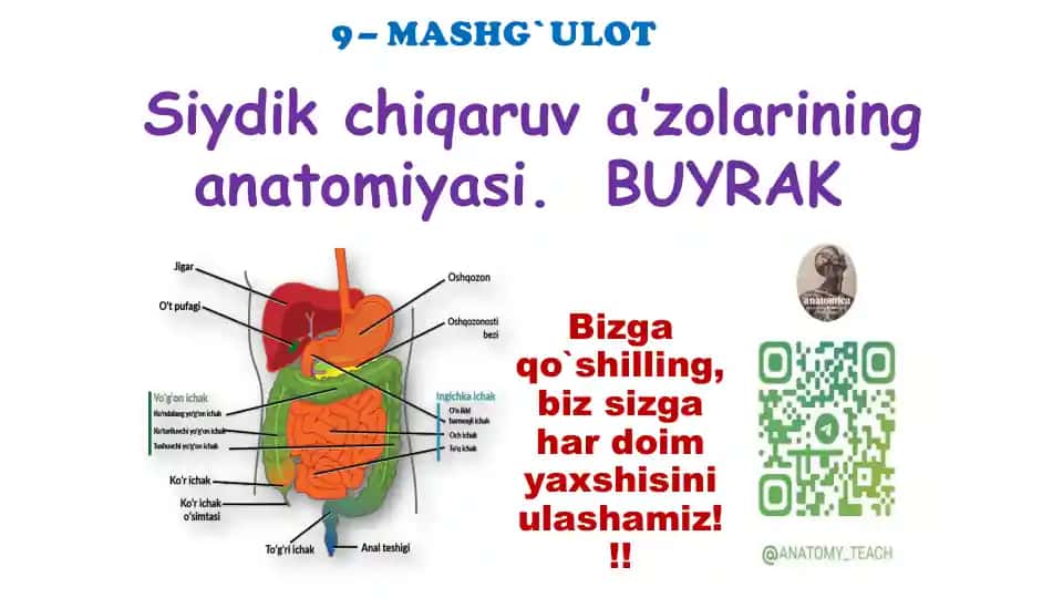 Siydik chiqaruv a’zolarining anatomiyasi