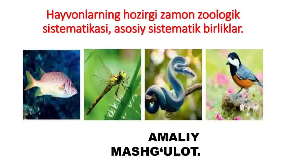 Hayvonlarning zamonaviy zoologiya sistematikasi
