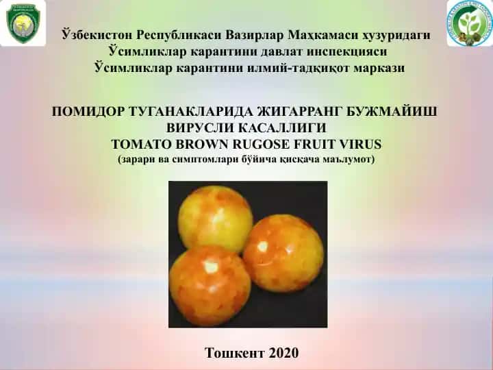 Pomidor Tuganaklaridagigar rang Buzmayish Virus (Tomato Brown Rugose Fruit Virus)