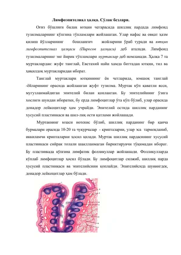 Лимфоэпителиал ҳалқа. Сўлак безлари.