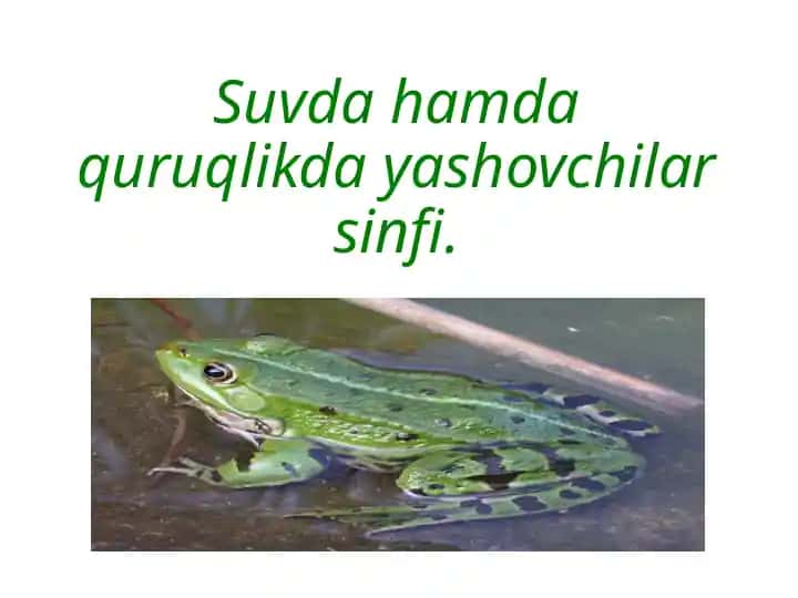 Suvda hamda quruqlikda yashovchilar sinfi