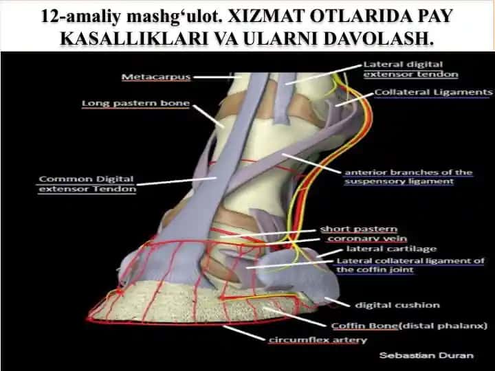 Otlarni diagnos qilish usullari
