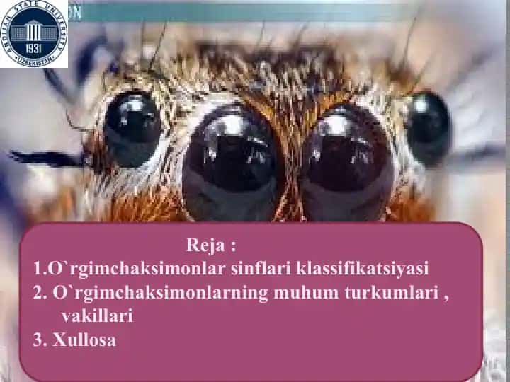 O`rgimchaksimonlar sinflari klassifikatsiyasi
