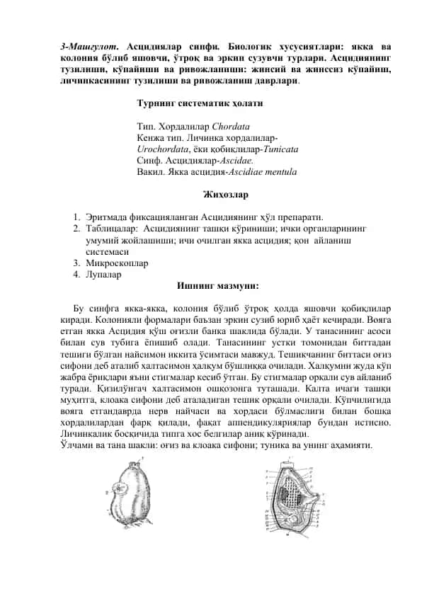 Асцидиялар синфи