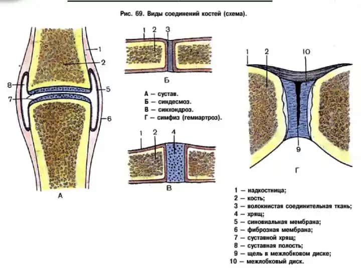 Mlossouownsii cron6, columna vertebral