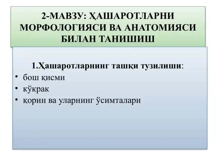 Ҳашаротларнинг ташқи тузилиши