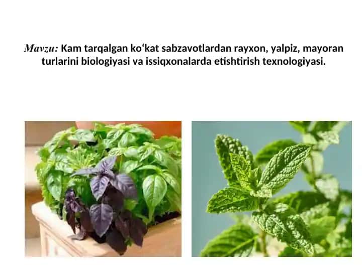 Kam tarqalgan ko‘kat sabzavotlardan rayxon, yalpiz, mayoran turlarini biologiyasi va issiqxonalarda etishtirish texnologiyasi