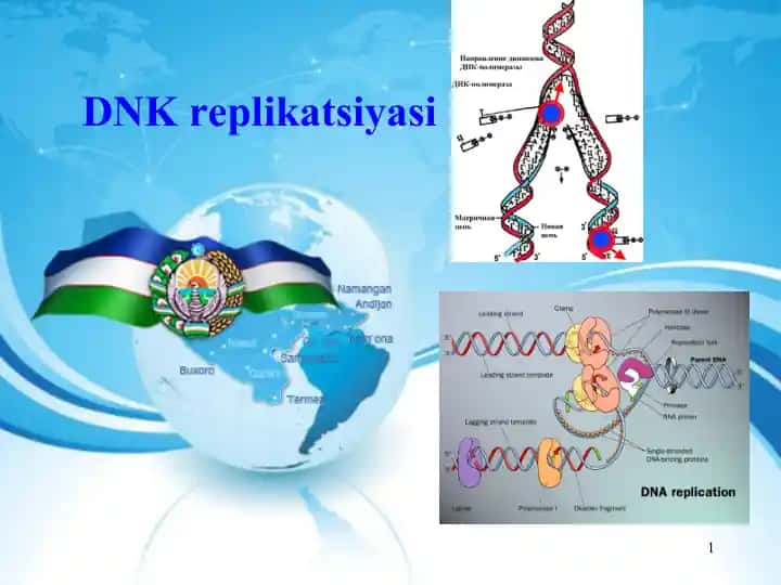 DNK replikatsiyasi