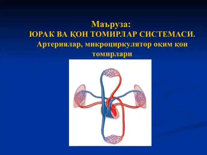 ЮРАК ВА ҚОН ТОМИРЛАРСИСТЕМАСИ