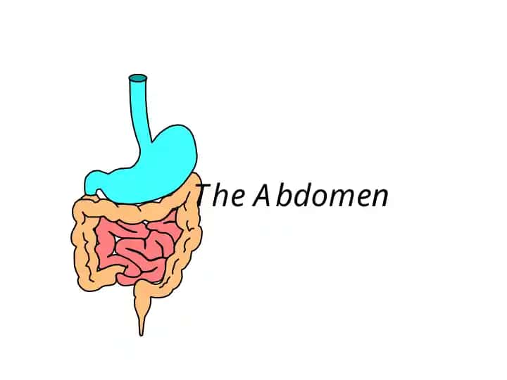The Abdomen Functional Anatomy 212