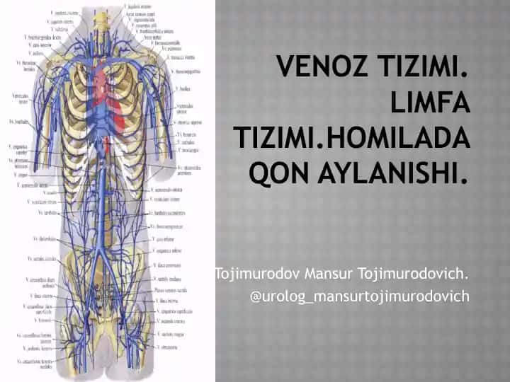 Venoz tizimi