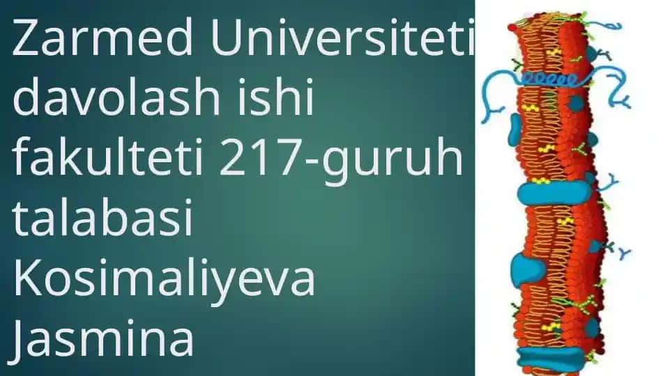 Signallarni membranalar orqali òtkazilishi