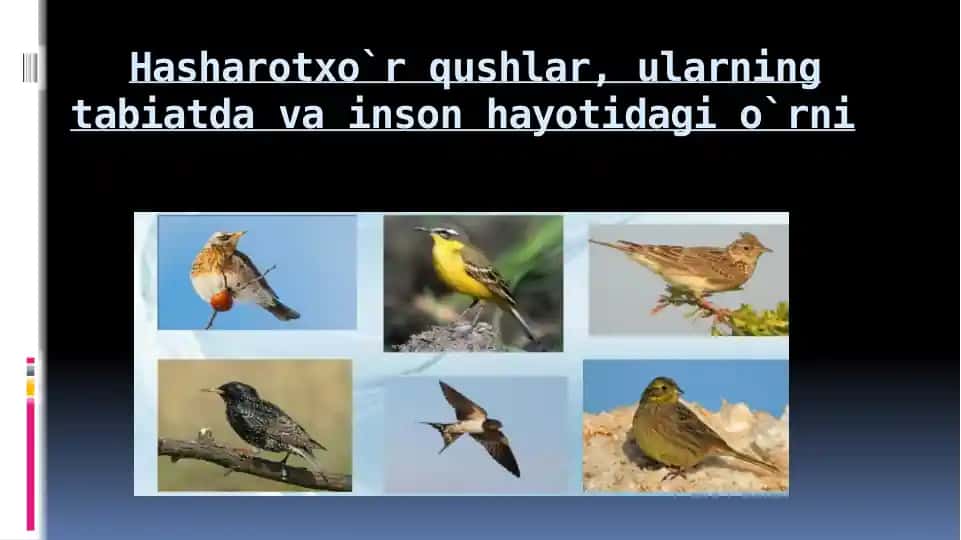 Hasharotxo`rqushlar