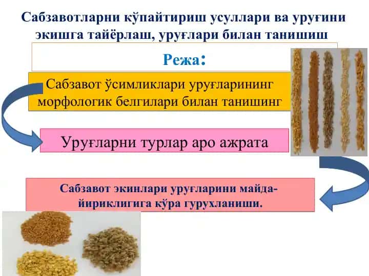 Uruqlar va sabzavot ekiş materiallari