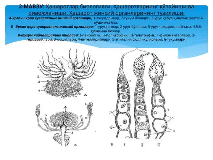 Ҳашаротлар биологияси