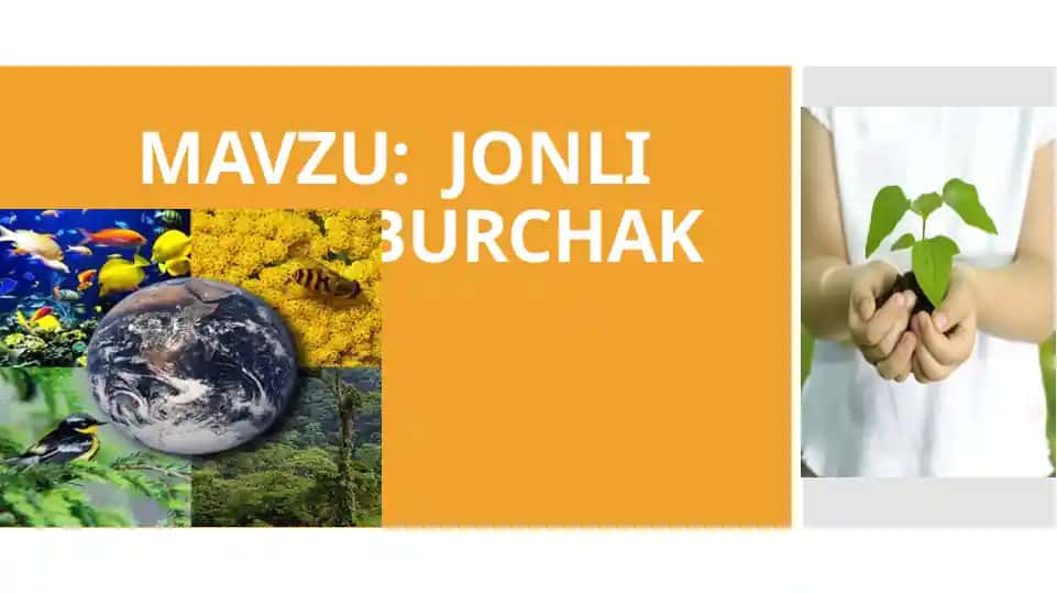 Jonli Burchak