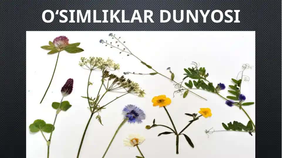O‘SIMLIKLAR DUNYOSI