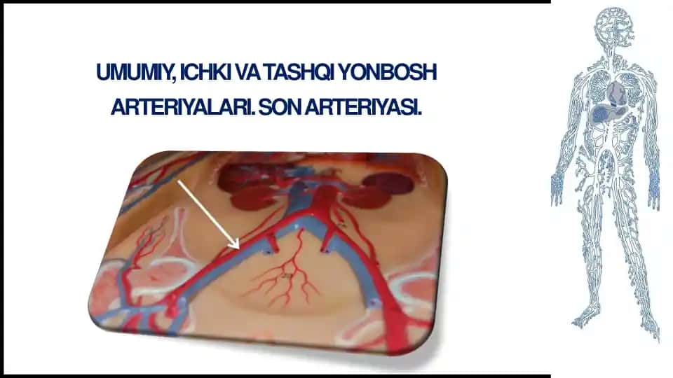 Umumiy, Ichkii va Tashqi Yonbosh Arteriyalari