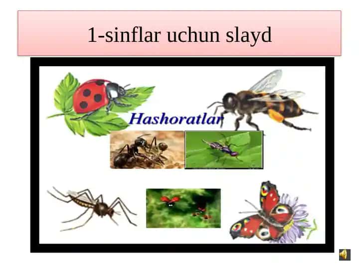 1-sinflar uchun slayd Hashoratlar