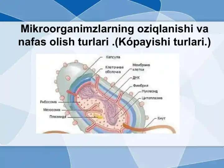 Mikroorganizmlar