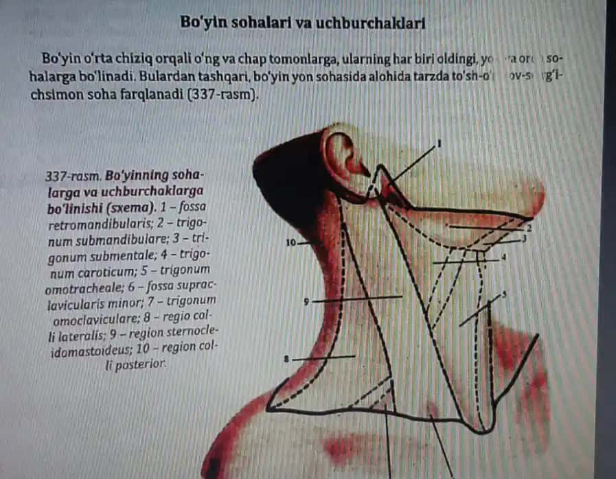 Bo'yin sohalari va iuchtdrehakiand