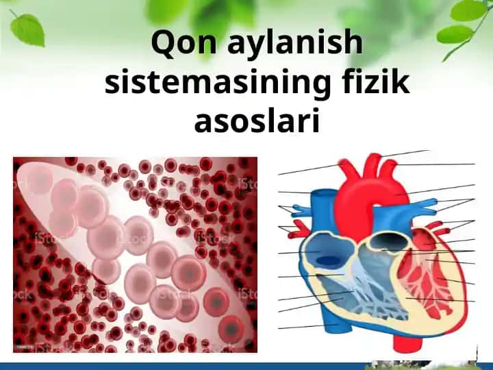 Qon aylanish sistemasining fizik asoslari